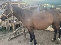 Mare, Anglo-Arabian — photo 3