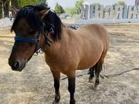 خيول (دفعة، الجنس غير محدد), Australian Pony — الصورة 1