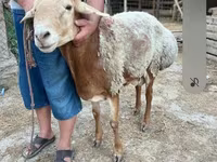 Widder, Hissar sheep — Foto 5