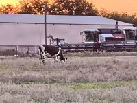 بقرة, Russian Black pied cattle — الصورة 3