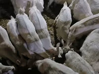 Ешкі, Saanen goat — 4-сурет