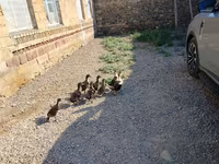 Ducks — 1-rasm
