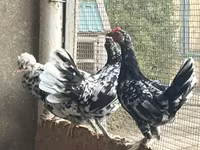 Chickens — Foto 5