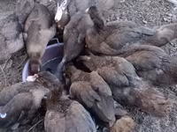 Ducks — Foto 7