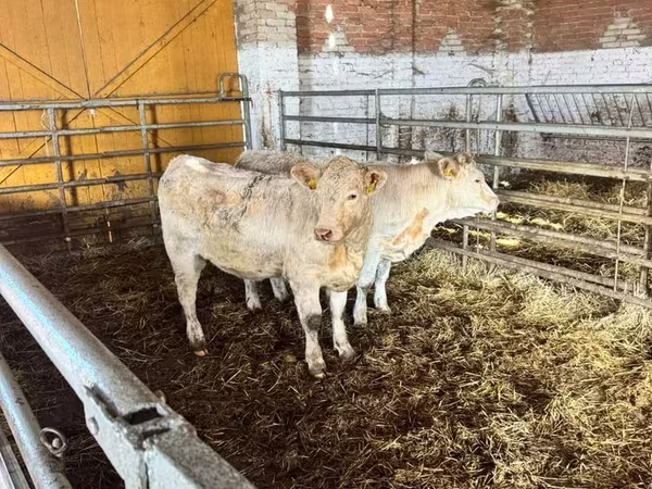 Bulle, Limousin-Kuh