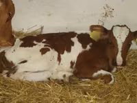 Rinder (Partie, Geschlecht nicht angegeben), Simmental cattle — Foto 1
