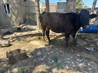 Vaca, Ganado vacuno — foto 2