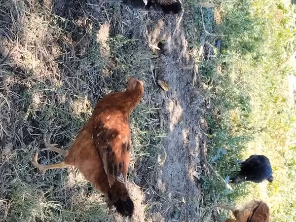 Chickens