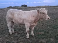सांड, Charolais cattle — फ़ोटो 8
