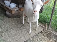 Ziege, Saanen goat — Foto 1