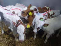 Bulle, Simmental cattle — Foto 1