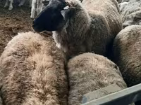 母羊, Sheep — 照片 2