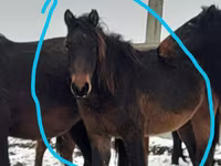 Stute, Horse breed — Foto 2