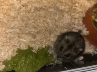 Cüce hamster və tam dəst aksesuarlar Qefes ile biryerde satılır 2-3 — Foto 1