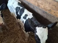 母牛, Russian Black pied cattle — 照片 4