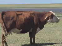 بقرة, Latvian Blue cattle — الصورة 1