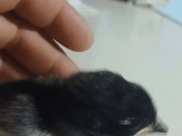 Australian Pit Game fowl