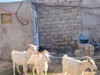 Cabra, Saanen goat — foto 1