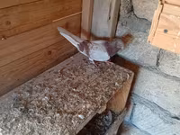 Serinka mayadı ünvan Mərdəkan — الصورة 1