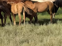 حصان, Kazakh horse — الصورة 2