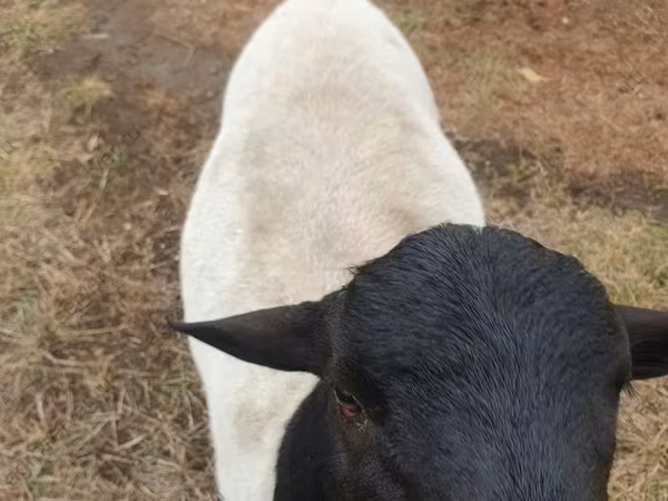 Widder, Dorper sheep