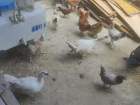 Ducks — 2-сурет