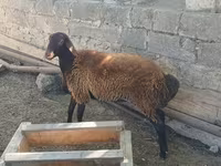 Sheep, Sheep — photo 3
