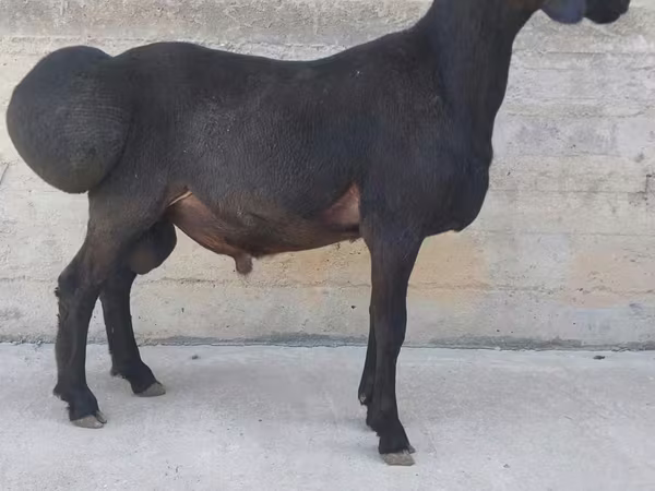 मेढ़ा, Hissar sheep