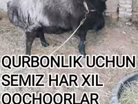 公羊, Sheep — 照片 1