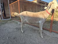 Ziege, Nubian Goat — Foto 6