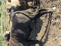 Toro, Ganado vacuno — foto 7