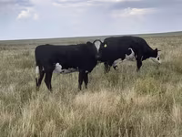 Qoramol (partiya, jinsi ko‘rsatilmagan), Simmental cattle — 7-rasm