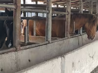 At, Horse breed — foto 5
