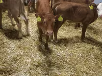 Bulle, Limousin-Kuh — Foto 3