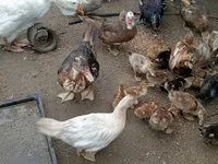 Ducks — फ़ोटो 2