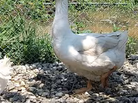Geese — foto 2