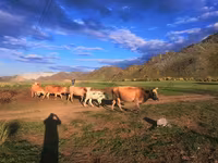 Cow, Cattle — photo 2