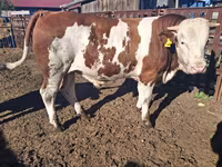 सांड, Simmental cattle — फ़ोटो 1