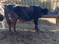 Bulle, Russian Black pied cattle — Foto 3