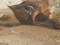 Ducks — Foto 2