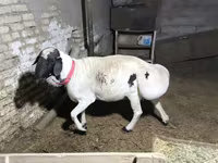 Qoç, Blackheaded Persian sheep — foto 3