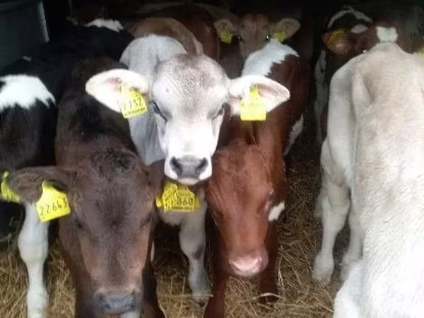 Bulle, Simmental cattle