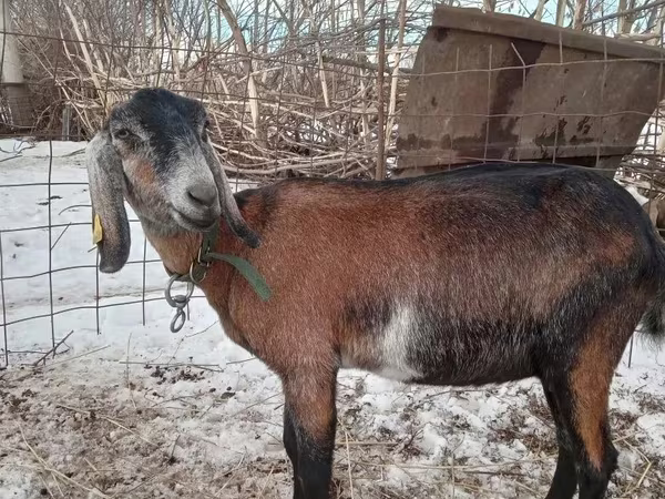 Cabra, Nubian Goat