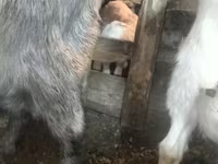 Goat, Goats — photo 3