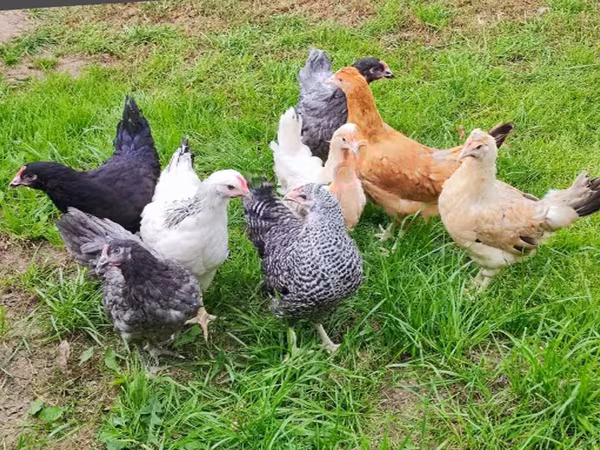 Chickens — Russland