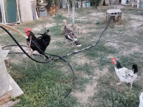 Turkeys