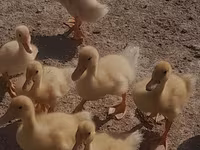 Deutscher Pekin — Foto 2