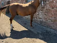 Caballo, Russian Don — foto 3