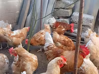Chickens — photo 4