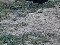 ऑस्ट्रेलियन स्पॉटेड — फ़ोटो 1